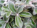 thn_NZ leden-unor 2006 203.jpg